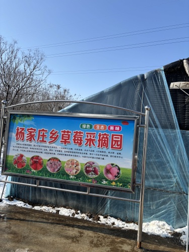 杨家庄乡草莓采摘园