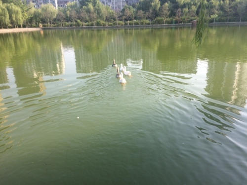 月雅湖旅行图片 2