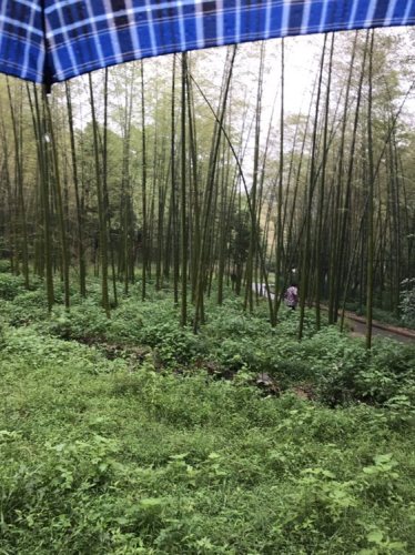 白母园景区旅行图片 1
