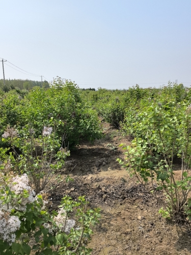 中古屯丛生紫丁香基地