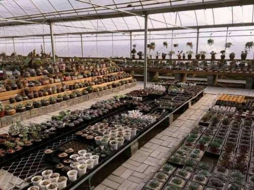 四月天多肉植物园旅行图片 3