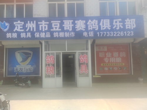 定州市豆哥赛鸽俱乐部