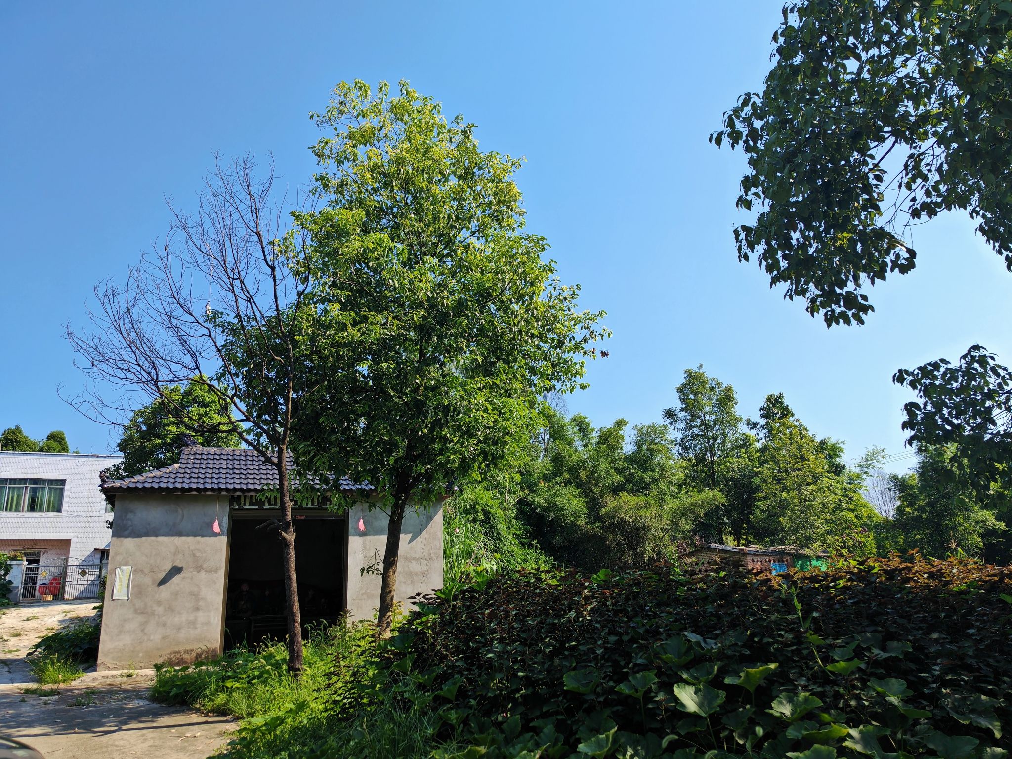 西禅寺实景照片