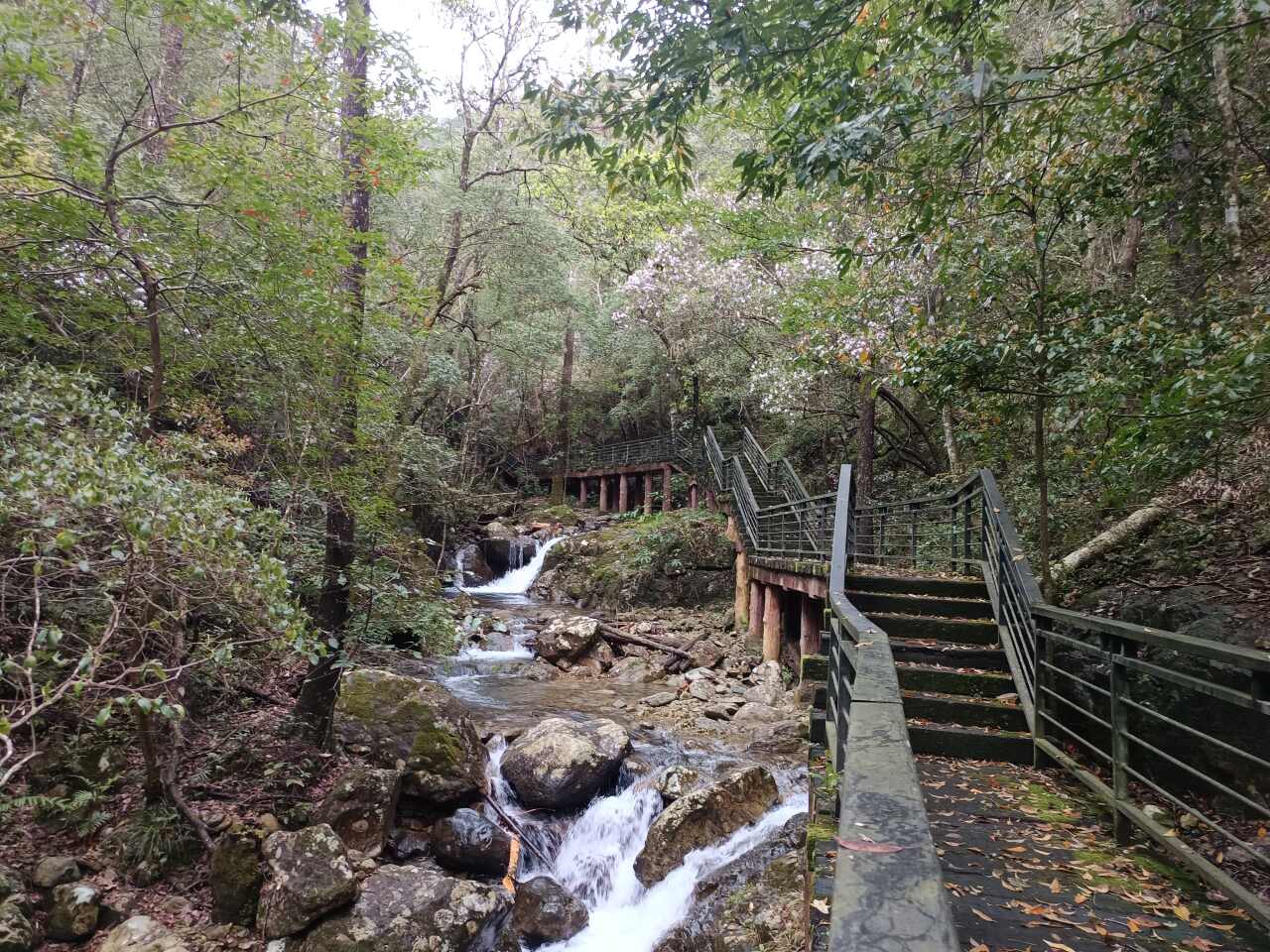 庆元县巾子峰国家森林公园