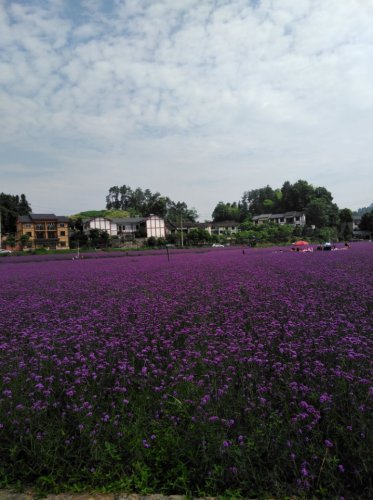 重庆·南川中国生态大观园旅行图片 1
