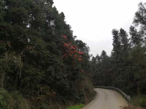 杜鹃池旅行图片 1