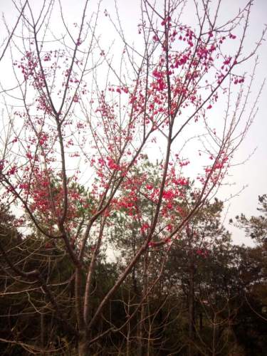 新华园旅行图片 3