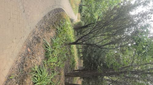 世茂中央公园