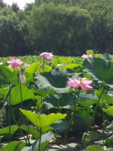 绿园区电影城荷花池旅行图片 1