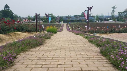 天府花海·蝶彩花卉园旅行图片 2