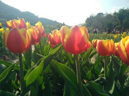 百花园旅行图片 1