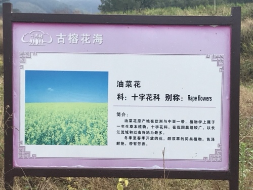 古榕花海园旅行图片 1