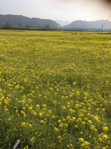 龙凤花海景区旅行图片 1
