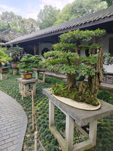 红梅公园-盆景园