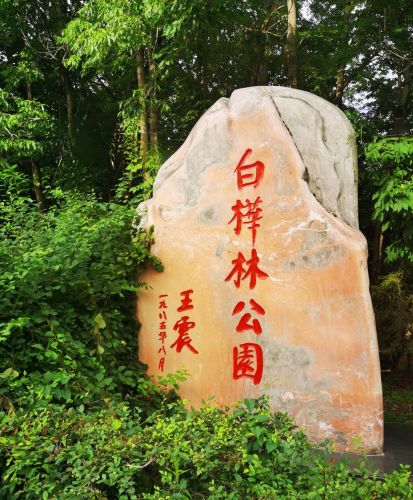 白桦林公园
