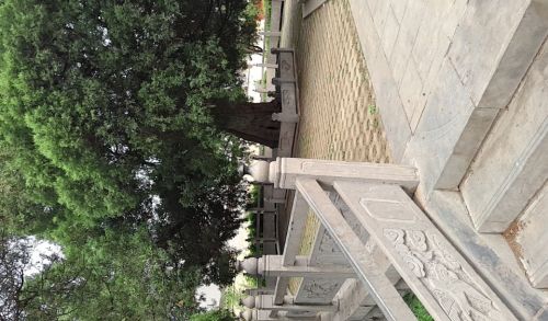 洪岩古柏旅行图片 2