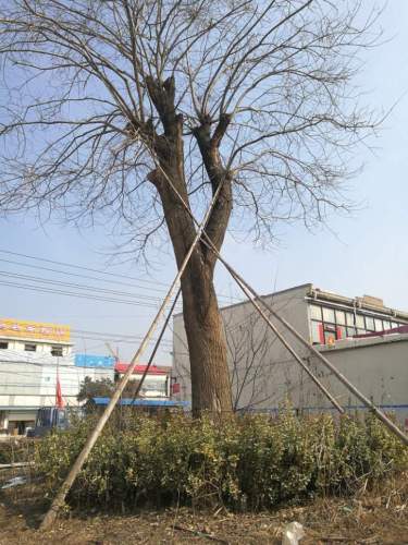 古槐遗址旅行图片 1