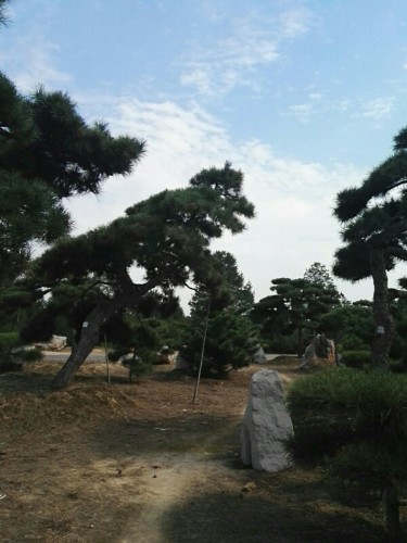 百松园旅行图片 1
