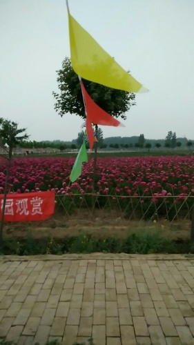 花乡芍药园旅行图片 3