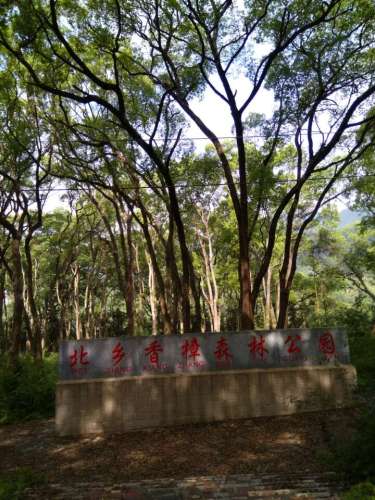 北乡香樟森林公园旅行图片 2