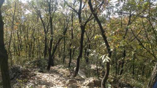黄庙沟森林公园旅行图片 1