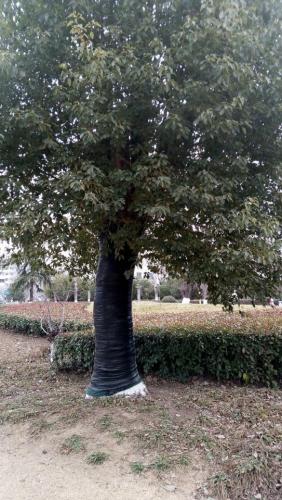 人民公园旅行图片 1