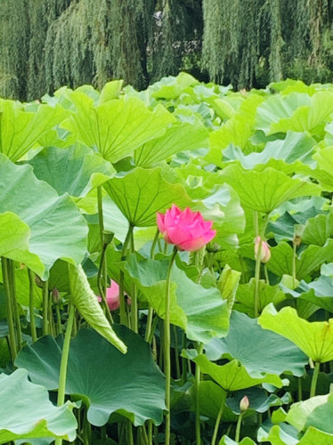 中心湿地旅行图片 3