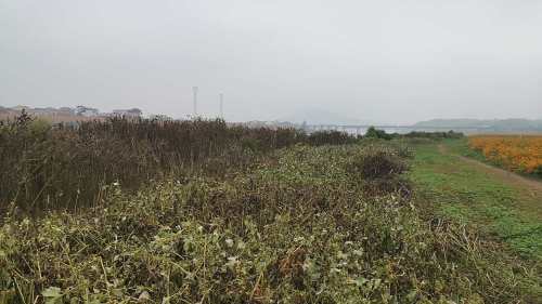 衡东洣水国家湿地公园石杨花海旅行图片 2