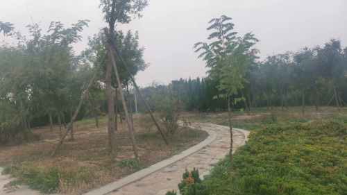 北海凤鸣鸟类湿地公园旅行图片 1