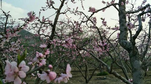 伊祁山万顷桃林农庄民俗文化园旅行图片 3