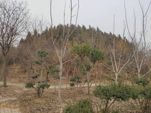 魏孝文帝陵旅行图片 3