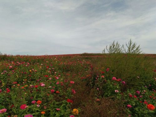 大连匠人谷·恋花汐浦旅行图片 1