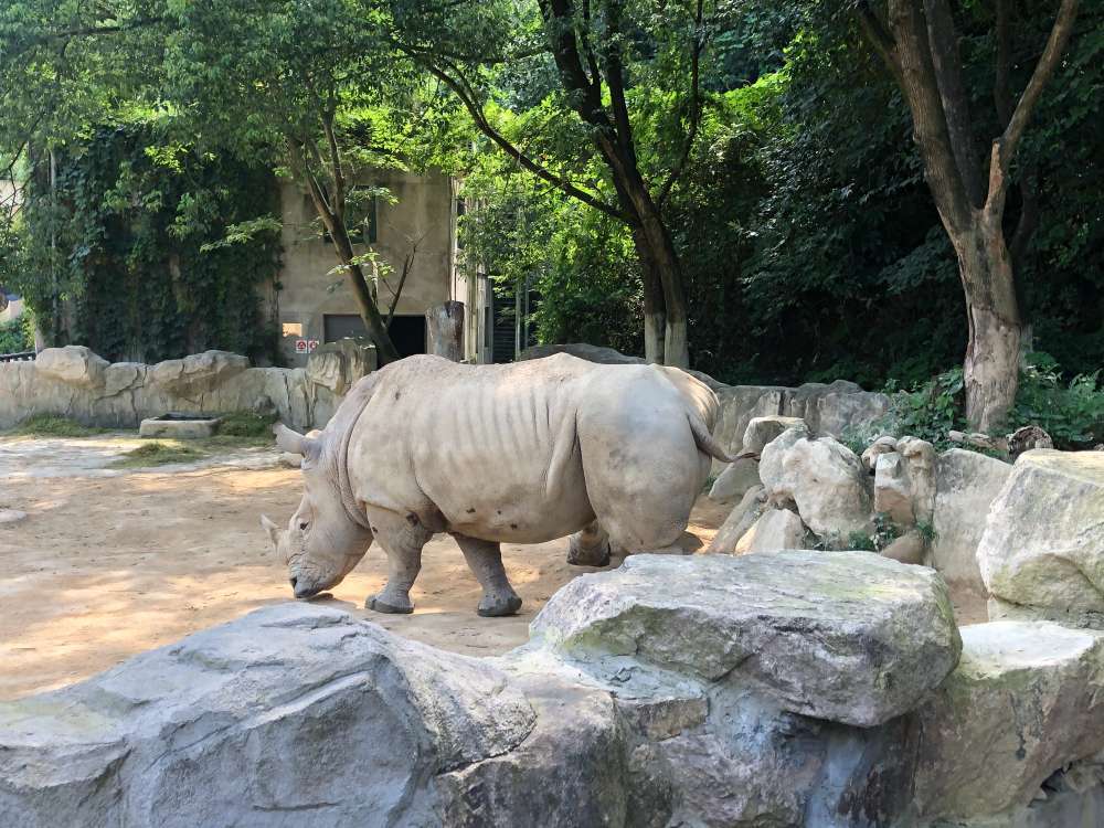 温州动物园景点图片