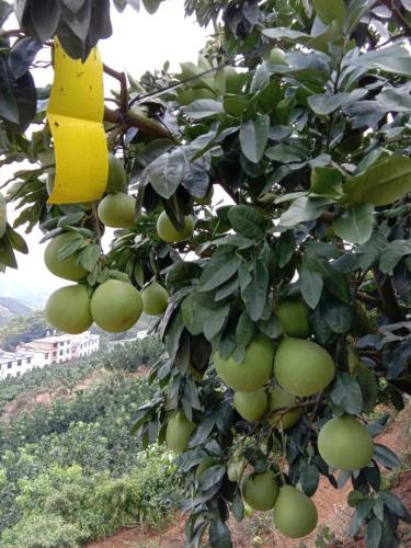 平和万亩柚海休闲木栈道旅行图片 2