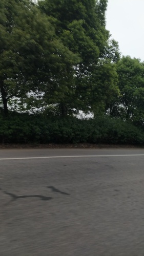 绮山森林公园旅行图片 2