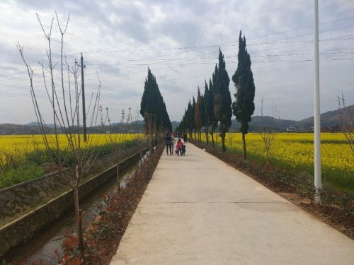夏塘稻田公园旅行图片 1