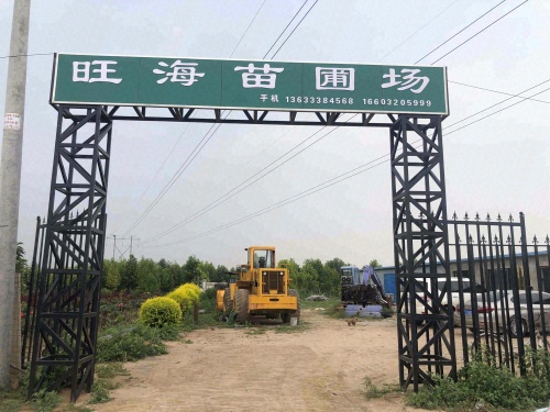 定州市旺海苗圃绿化场