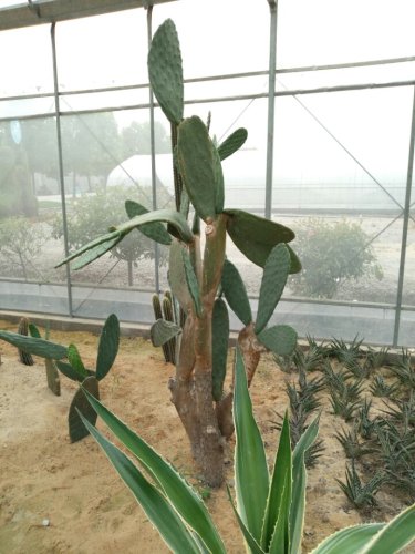 南京多肉植物园旅行图片 3