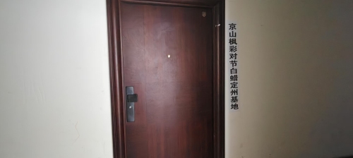 京山枫彩对节白蜡定州基地