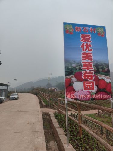 爱优美草莓园