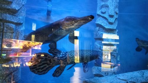 柳州动物园-水族馆