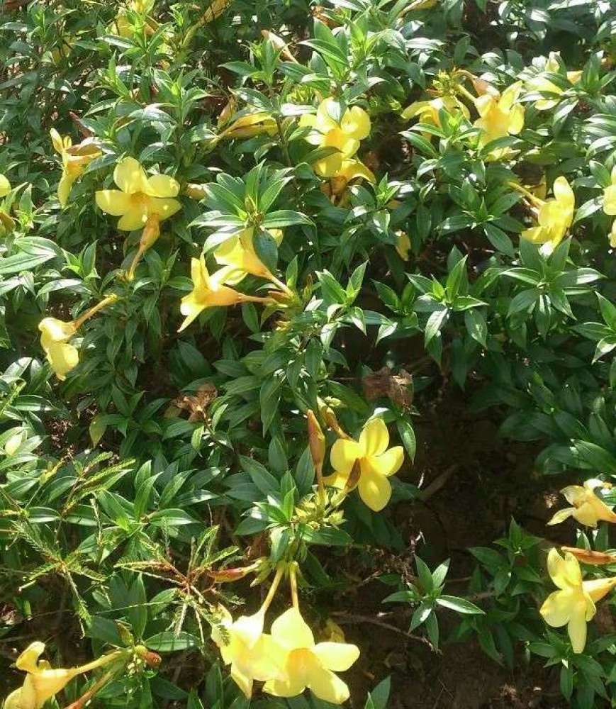西双版纳热带花卉园景点图片