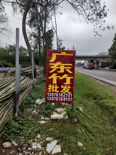 广东竹子批发