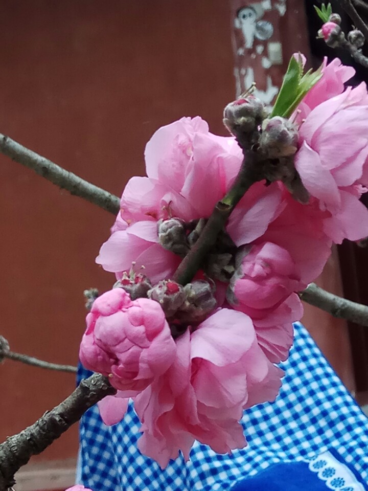 东山寺实景照片