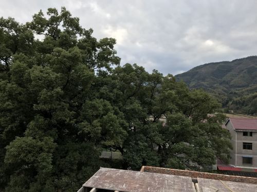 中国第一楠木林旅行图片 3