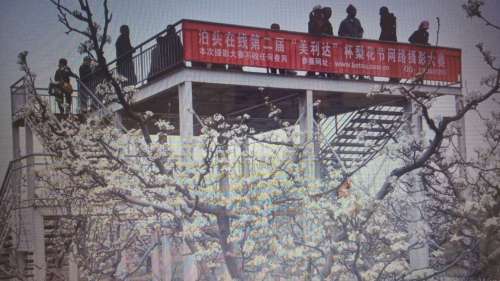 亚丰观光梨园旅行图片 1