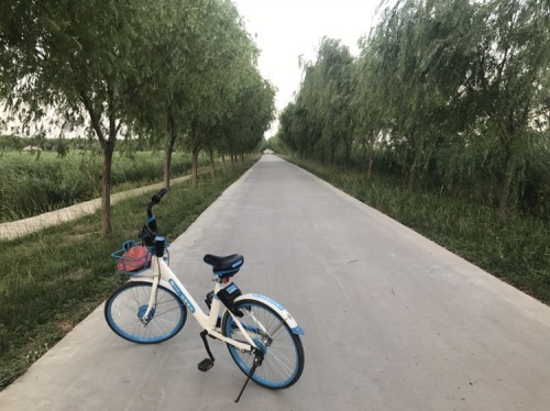 齐河赵牛河人工湿地公园旅行图片 2