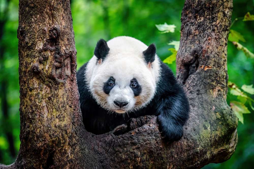 成都动物园景点图片