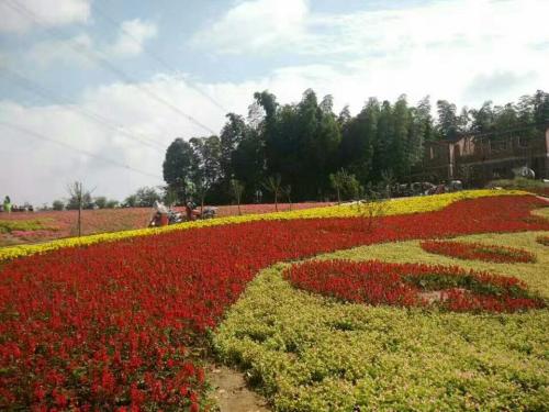 宜宾万花谷景区旅行图片 2