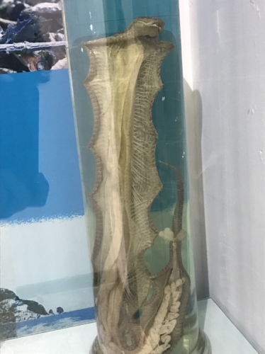 蛇岛老铁山自然博物馆旅行图片 1